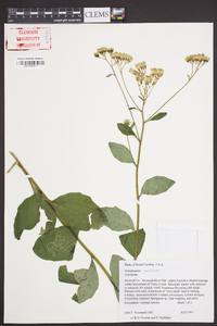 Arnoglossum ovatum image