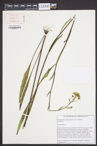 Arnoglossum ovatum image