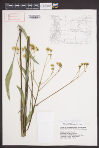 Arnoglossum ovatum image