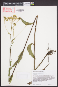 Arnoglossum ovatum image