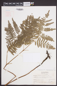 Pteridium aquilinum subsp. pseudocaudatum image