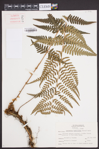 Dryopteris ludoviciana image