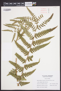 Dryopteris ludoviciana image