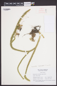 Lycopodiella alopecuroides image