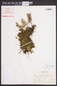 Pleopeltis polypodioides subsp. michauxiana image