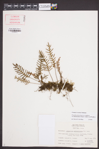 Pleopeltis polypodioides subsp. michauxiana image