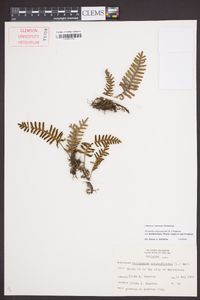 Pleopeltis polypodioides subsp. michauxiana image