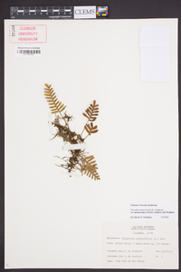 Pleopeltis polypodioides image