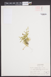 Selaginella apoda image