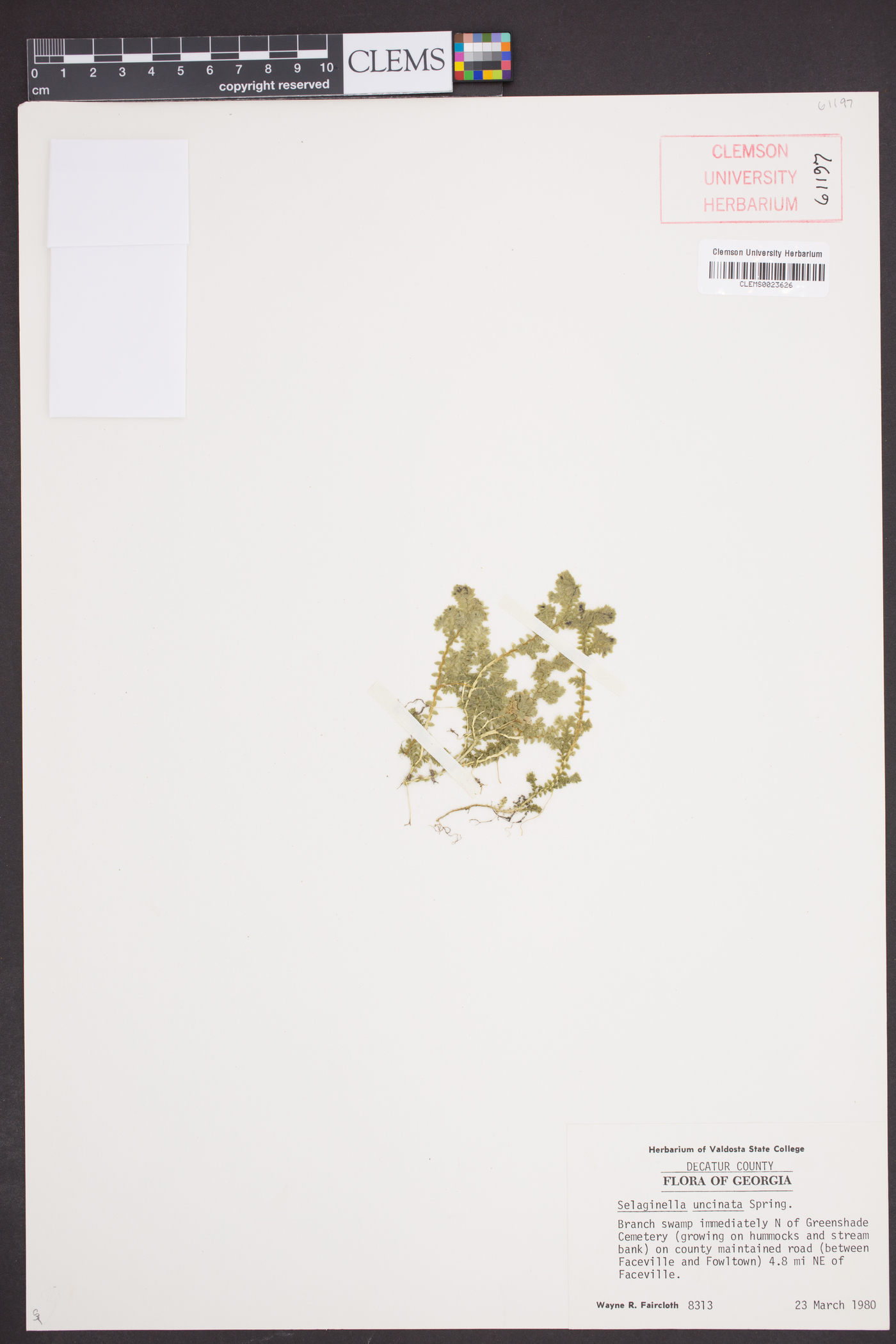 Selaginella uncinata image