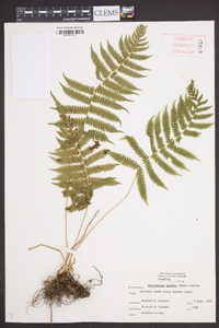 Thelypteris kunthii image