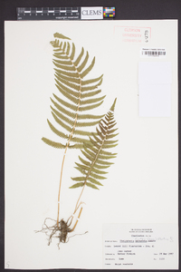 Thelypteris kunthii image