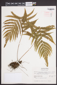 Thelypteris kunthii image