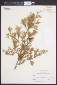 Chamaecyparis thyoides image