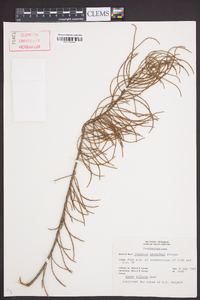 Taxodium ascendens image