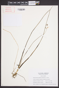Sagittaria isoetiformis image