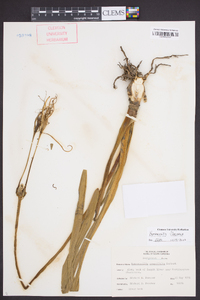 Hymenocallis floridana image