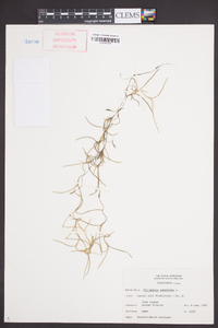 Tillandsia usneoides image