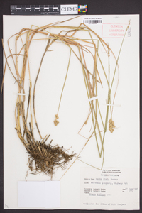 Carex alata image