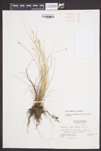 Carex atlantica subsp. capillacea image