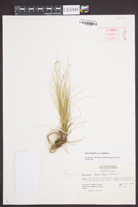 Carex atlantica subsp. capillacea image