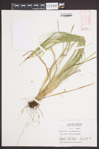 Carex basiantha image