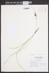 Carex complanata image