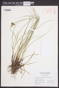 Carex complanata image