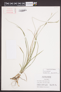 Carex dasycarpa image