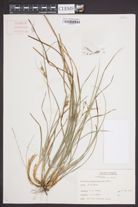 Carex dasycarpa image