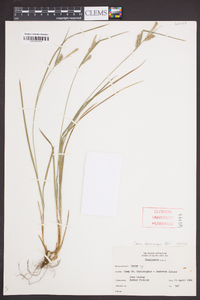 Carex dasycarpa image