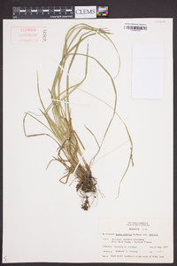 Carex debilis var. debilis image