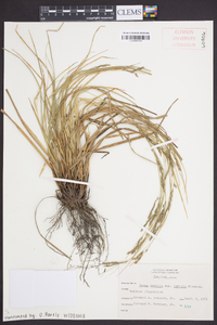 Carex debilis var. debilis image