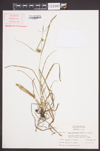 Carex elliottii image