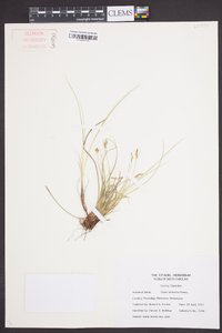 Carex emmonsii image