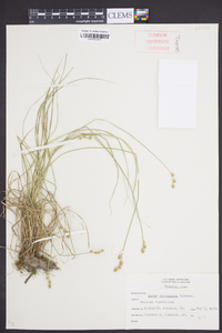 Carex festucacea image