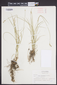 Carex festucacea image