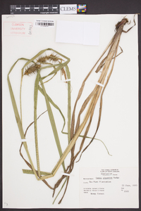 Carex gigantea image