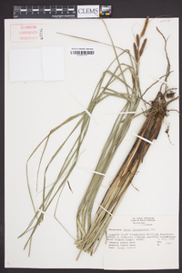 Carex glaucescens image