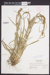 Carex glaucodea image