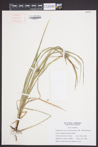 Carex intumescens var. intumescens image