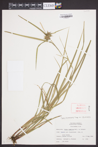 Carex intumescens var. intumescens image