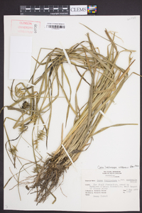 Carex lonchocarpa image