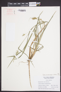 Carex lonchocarpa image