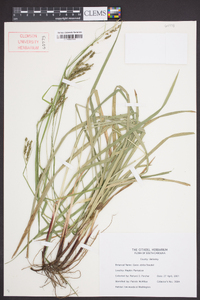 Carex oblita image