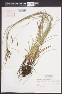 Carex oxylepis image