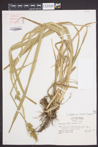 Carex stipata var. maxima image