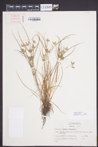 Cyperus compressus image