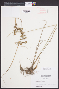 Cyperus pseudovegetus image