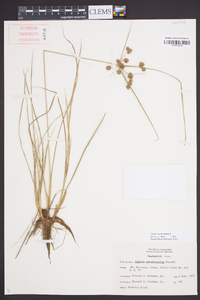 Cyperus pseudovegetus image